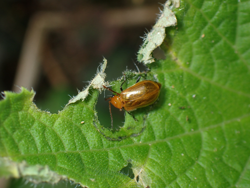 Pumpkin Beetle