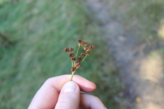Juncus planifolius, photograph (c) Joe Dillon, some rights reserved (CC BY)