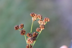 Juncus planifolius, photograph (c) Joe Dillon, some rights reserved (CC BY)