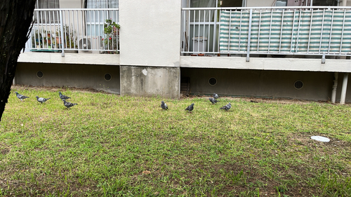 Feral Pigeon