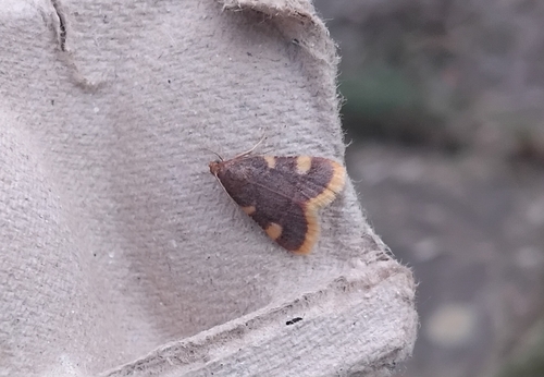 Clover Hayworm Moth