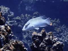 Napoleon Wrasse