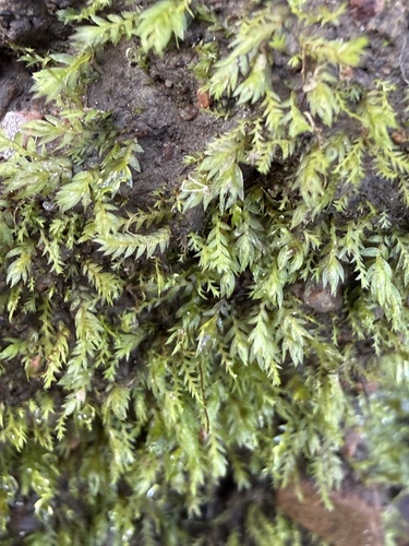 Fissidens taylorii observed 2026-06-28