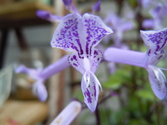 Plectranthus saccatus