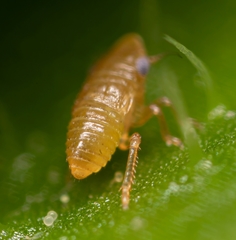 Aphrodinae
