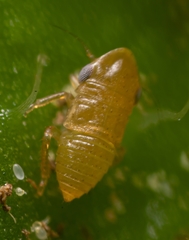 Aphrodinae