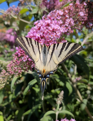 Scarce Swallowtail