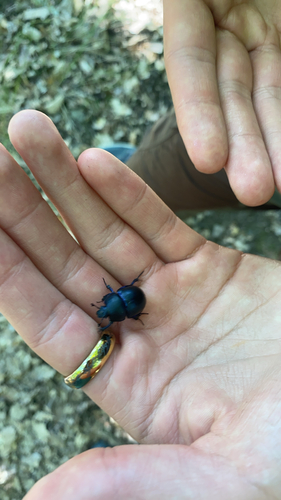 Woodland Dor Beetle