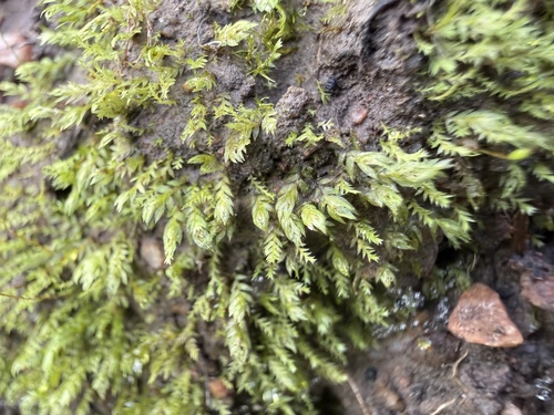 Fissidens taylorii observed 2026-06-28