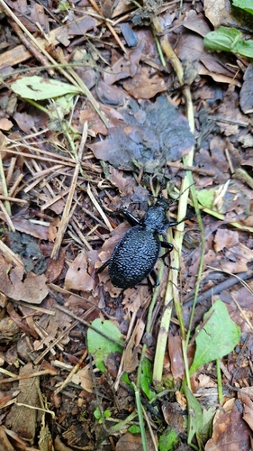 Carabus gigas