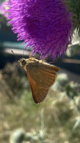 Large Skipper