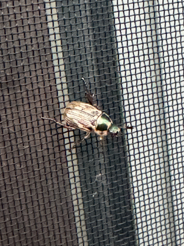 Oriental Beetle