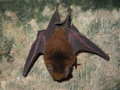 Hipposideros