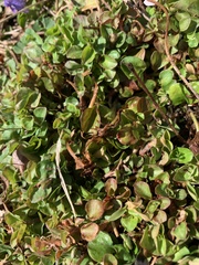 Lysimachia nummularia