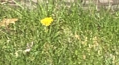 Taraxacum officinale