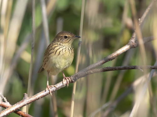 Lanceolated Warbler (Locustella lanceolata), photo 3