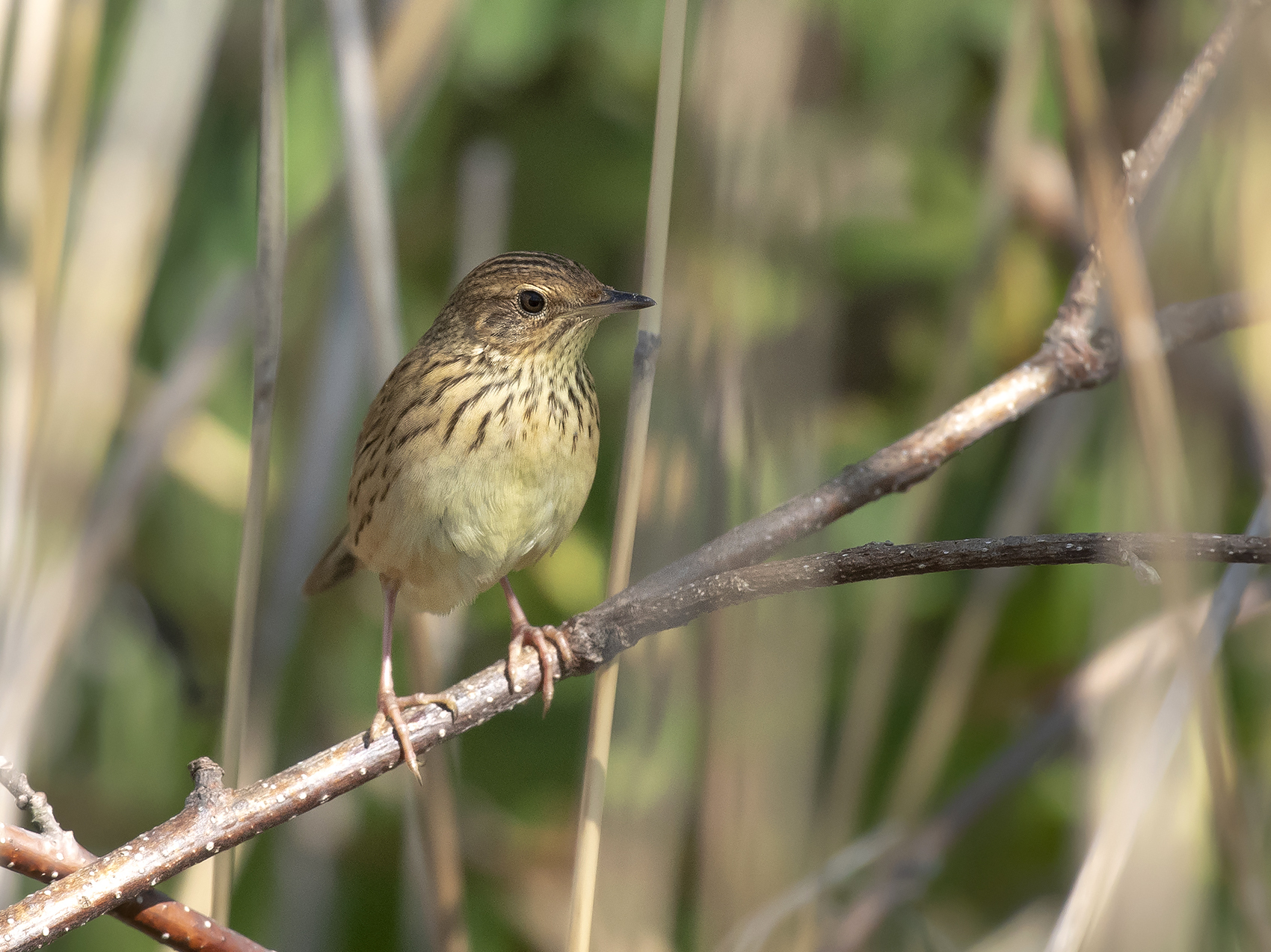 Lanceolated Warbler (Locustella lanceolata), photo 3