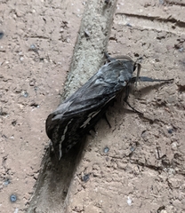 Abantiades argentata