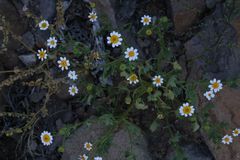 Amauria rotundifolia