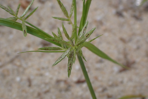 Cyperus sphacelatus, photograph 2