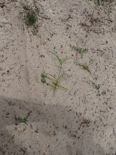 Cyperus sphacelatus, photograph 3