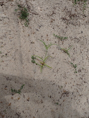 Cyperus sphacelatus, photograph (c) Michael Berardozzi, some rights reserved (CC BY)