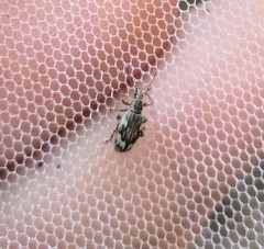 Polydrusus tereticollis