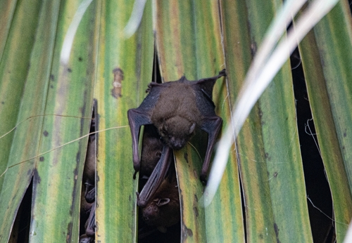 Lesser Asian Yellow Bat