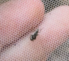 Polydrusus tereticollis