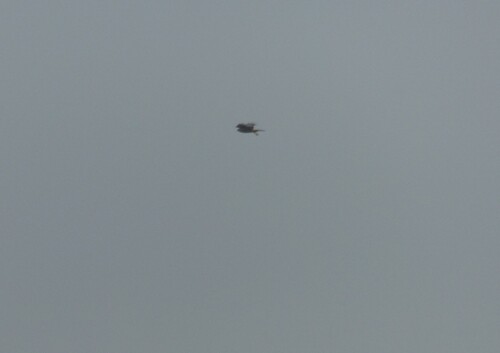 iNaturalist image
