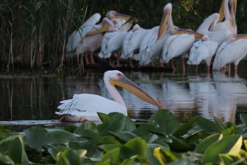 Pelícano común (Pelecanus onocrotalus)