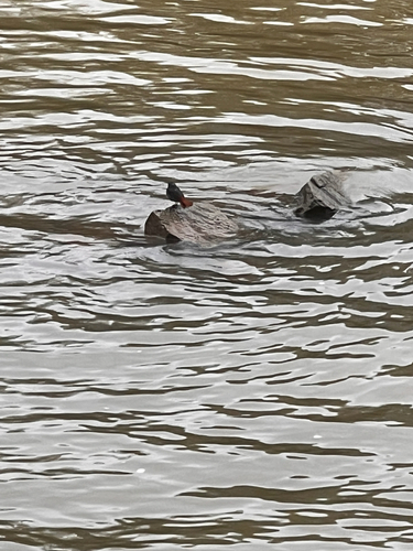 Plumbeous Water Redstart