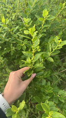 Flueggea suffruticosa, photograph (c) Tatyana Petrenko, some rights reserved (CC BY)
