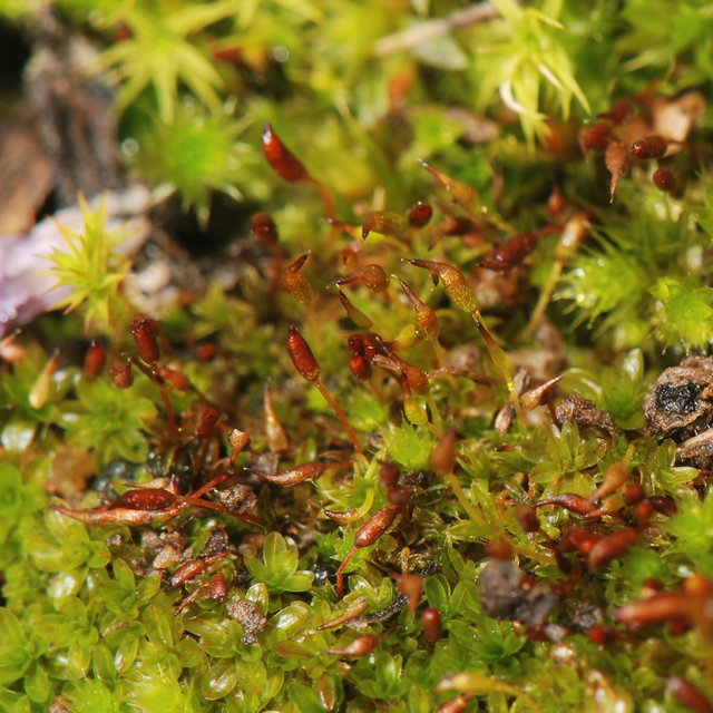 Microbryum starckeanum