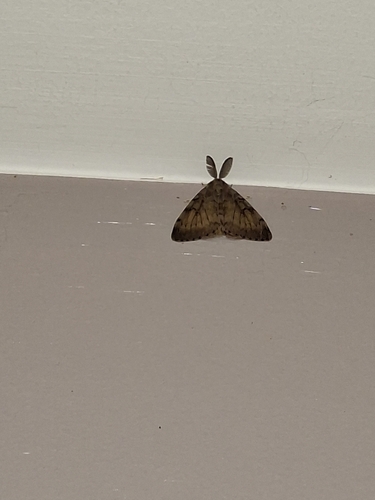 Spongy Moth