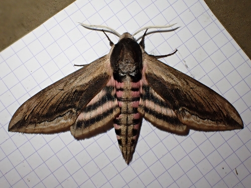 Privet Hawkmoth