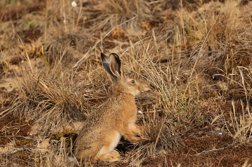 Brown Hare