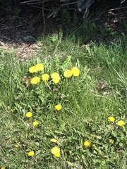 Taraxacum officinale