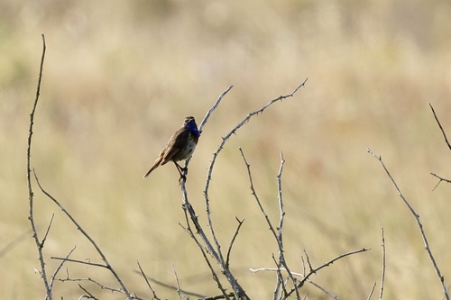 Bluethroat