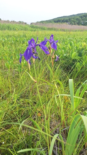 Iris laevigata, photograph 2