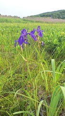 Iris laevigata, photograph (c) Violetta Dzizyurova, some rights reserved (CC BY)
