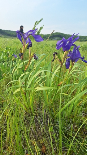 Iris laevigata, photograph 3