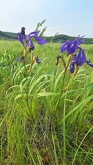 Iris laevigata, photograph (c) Violetta Dzizyurova, some rights reserved (CC BY)
