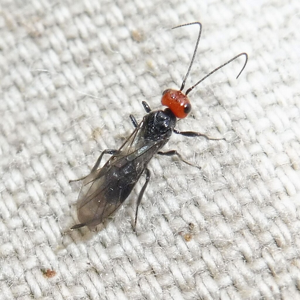 Cenocoelius aartseni