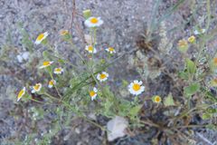 Amauria rotundifolia