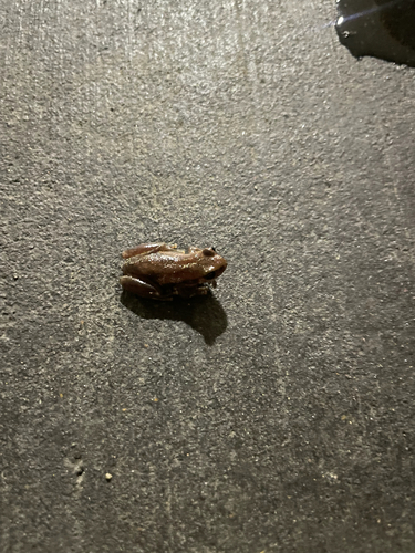 Ruddy Tree Frog