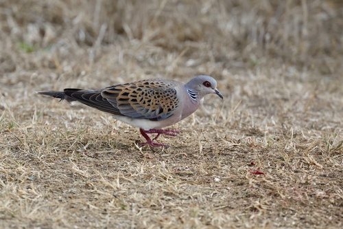 European Turtle-Dove