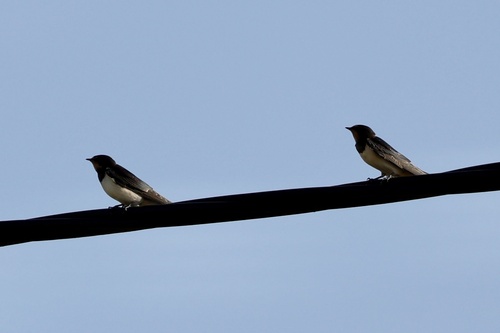Barn Swallow