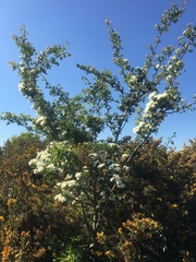 Crataegus monogyna
