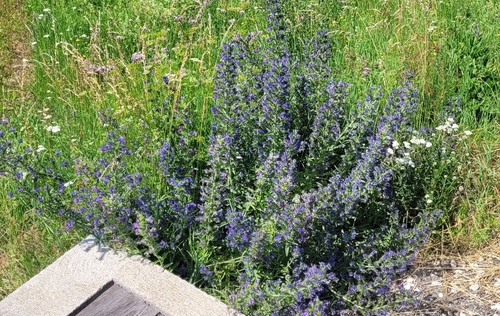 viper's-bugloss